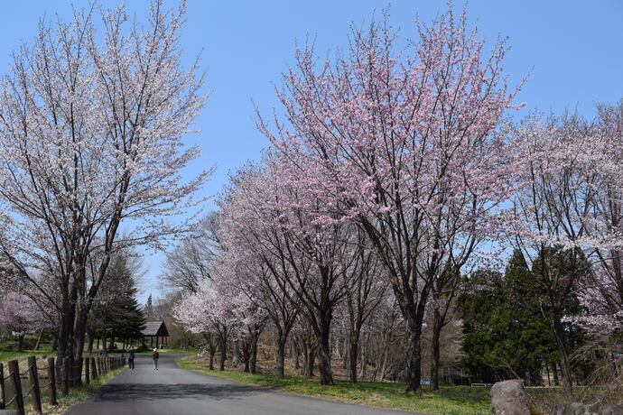 野草園の桜の写真