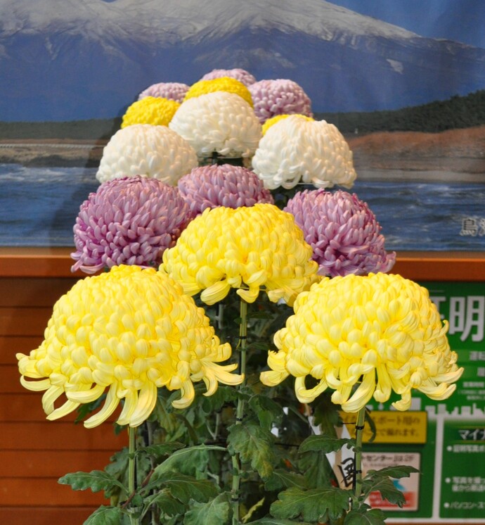 菊