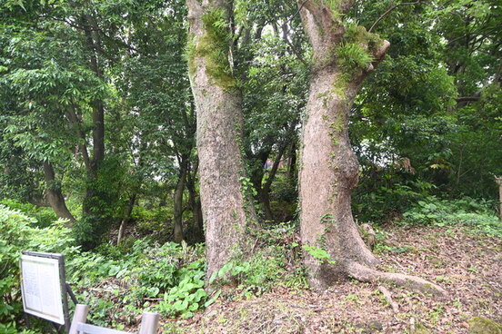 旧城山右