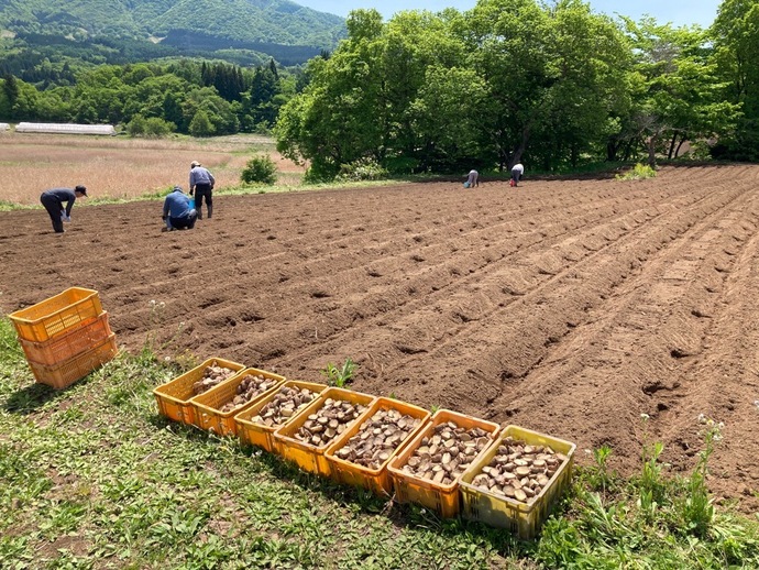 ジャガイモの植え付け