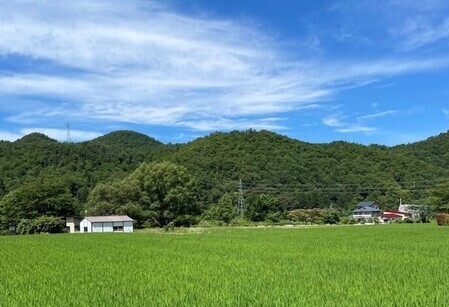 田んぼ