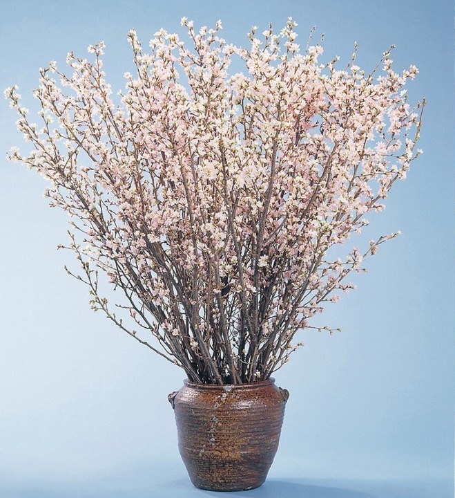 “啓翁桜”