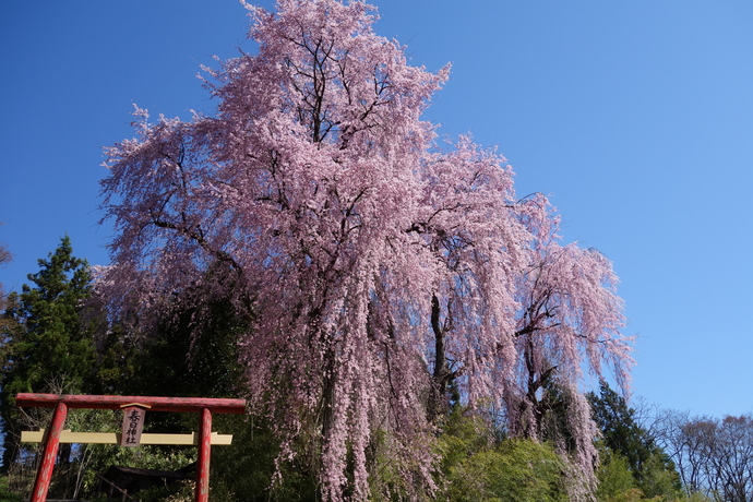 長谷堂城跡の大枝垂れ桜の写真