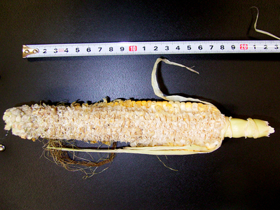 トウモロコシの食跡