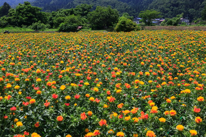 紅花畑