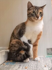 猫1