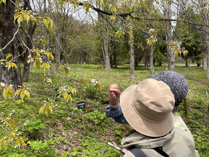 野草園で桜を見る様子
