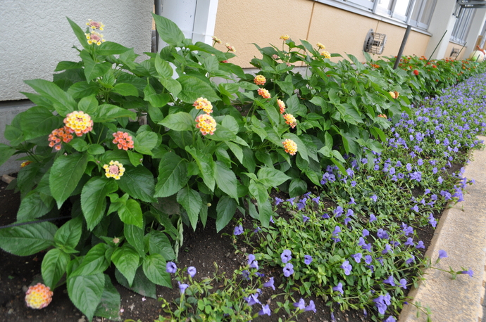 花壇の写真