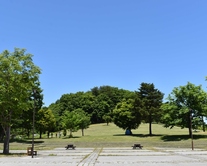 野草園夏