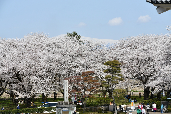 霞城連隊が植えた桜