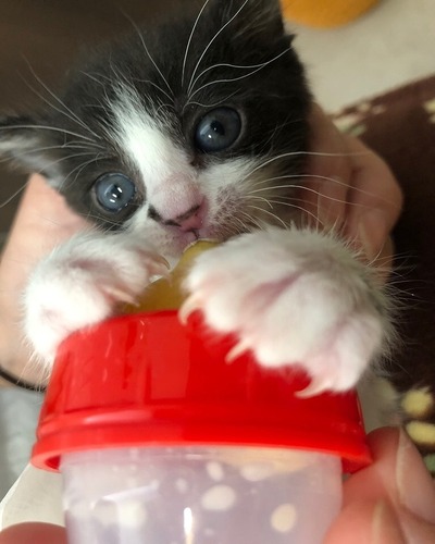 猫の写真