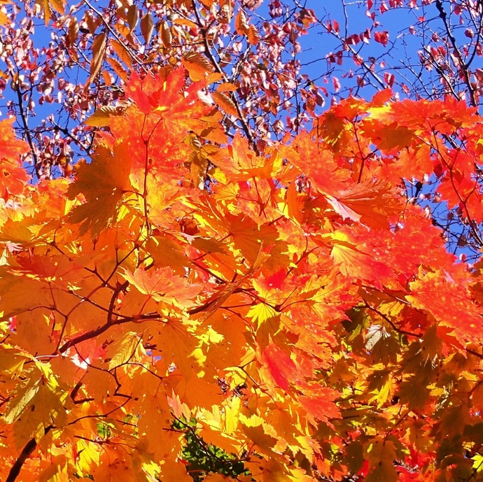 ハウチワカエデ