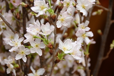 冬のさくらキャンペーン