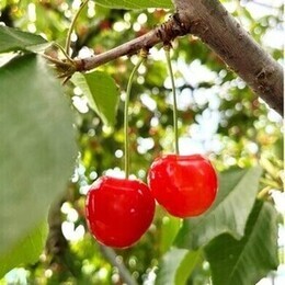 さくらんぼの画像