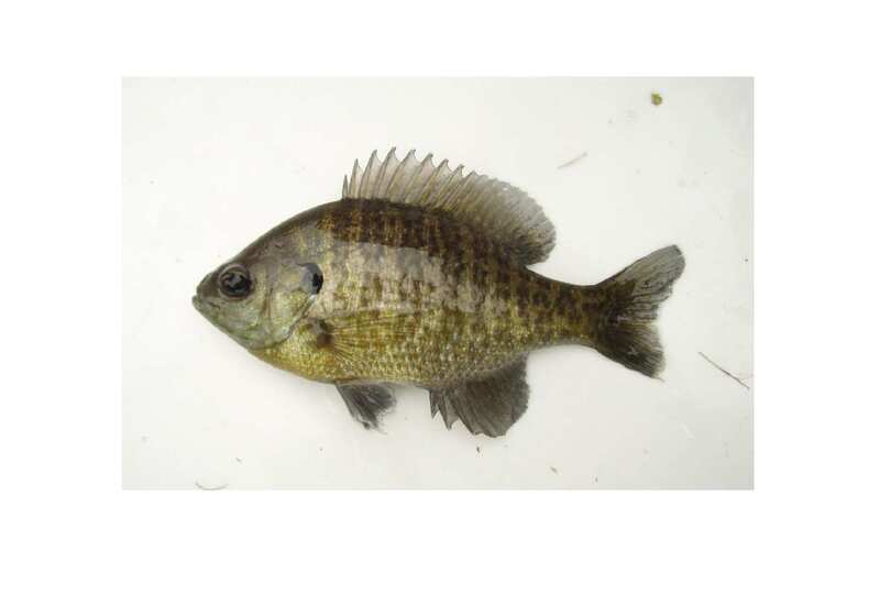 bluegill