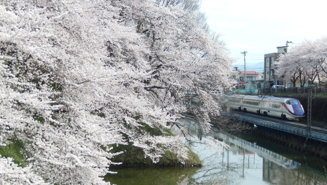 Cherry blossoms near Ninomaru Higashi Ote-mon gate Presented by Yamagata City Tourist Association