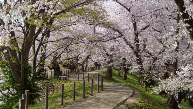Cherry blossoms along Ninomaru earthen mounds path Presented by Yamagata City Tourist Association