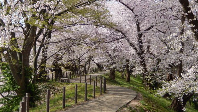 二之丸土垒园路的樱花 山形市观光协会提供